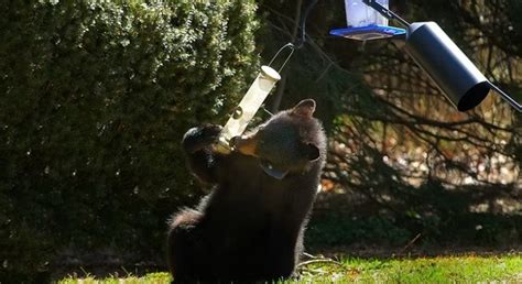 Black bears in Massachusetts are wicked hungry as they emerge from hibernation: ‘Take down your bird feeders’